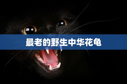 最老的野生中華花龜