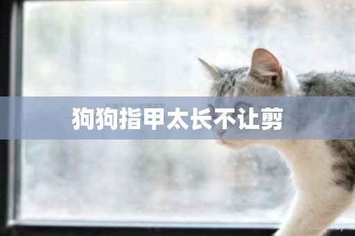 狗狗指甲太長不讓剪