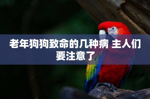 老年狗狗致命的幾種病 主人們要注意了