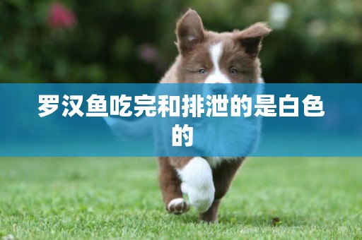 羅漢魚吃完和排泄的是白色的