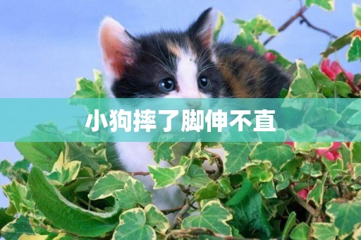 小狗摔了腳伸不直
