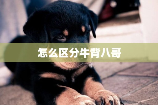 怎么區分牛背八哥