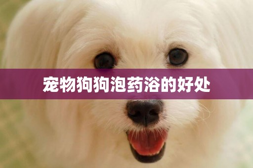 寵物狗狗泡藥浴的好處