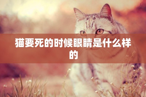 貓要死的時候眼睛是什么樣的