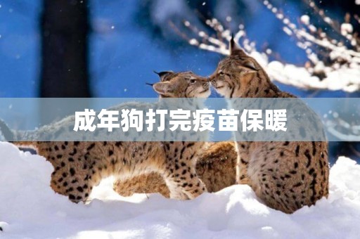 成年狗打完疫苗保暖