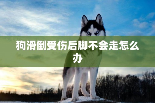狗滑倒受傷后腳不會走怎么辦