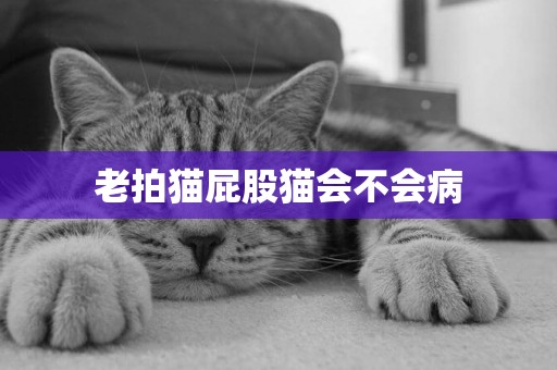 老拍貓屁股貓會不會病