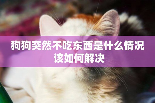 狗狗突然不吃東西是什么情況 該如何解決