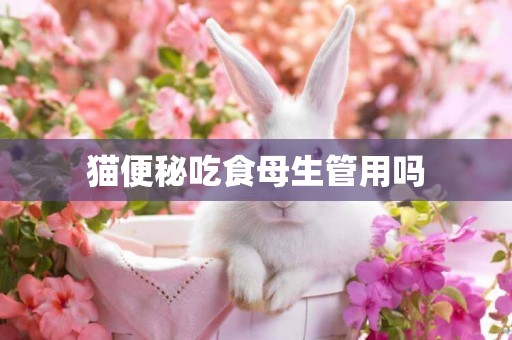 貓便秘吃食母生管用嗎