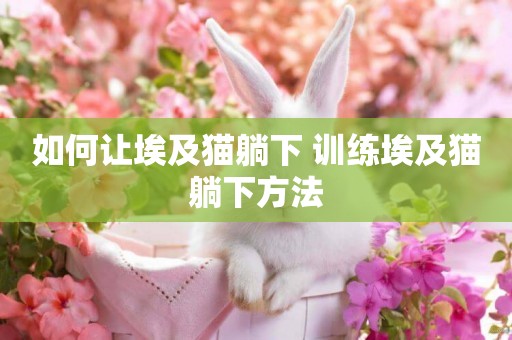 如何讓埃及貓躺下 訓練埃及貓躺下方法