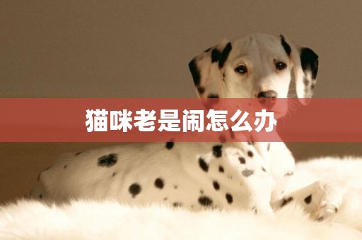 貓咪老是鬧怎么辦