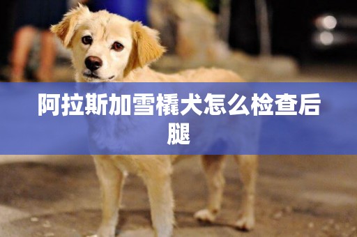 阿拉斯加雪橇犬怎么檢查后腿