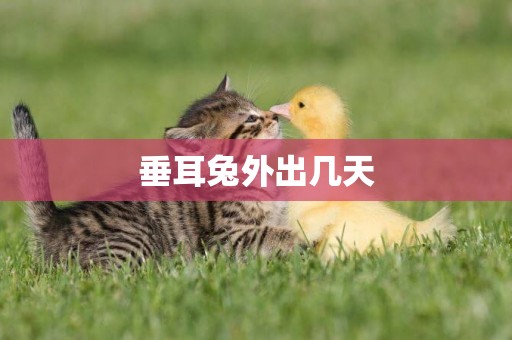 垂耳兔外出幾天