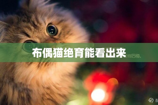 布偶貓絕育能看出來