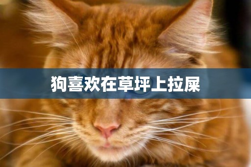 狗喜歡在草坪上拉屎
