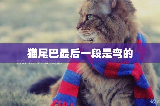 貓尾巴最后一段是彎的