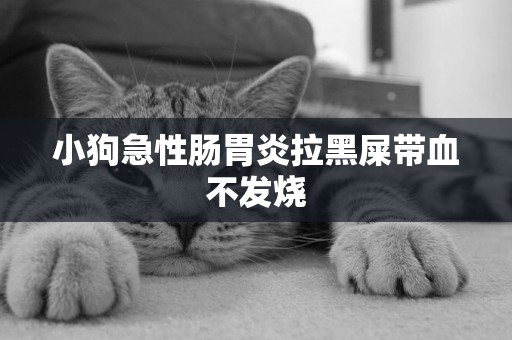 小狗急性腸胃炎拉黑屎帶血不發燒