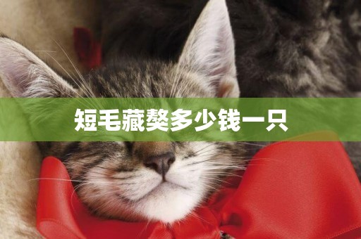 短毛藏獒多少錢一只