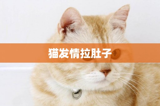 貓發情拉肚子