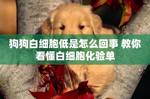 狗狗白細胞低是怎么回事 教你看懂白細胞化驗單