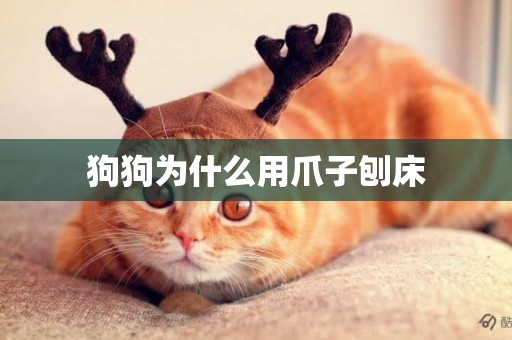狗狗為什么用爪子刨床