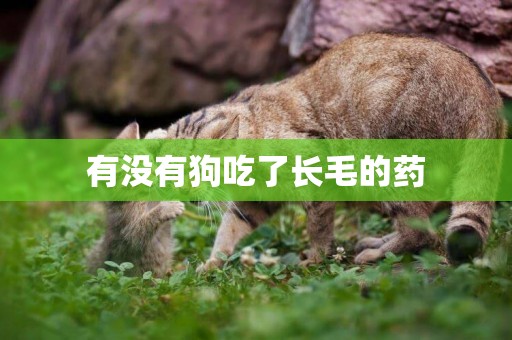 有沒有狗吃了長毛的藥
