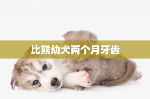 比熊幼犬兩個月牙齒