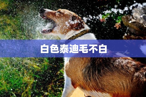 白色泰迪毛不白