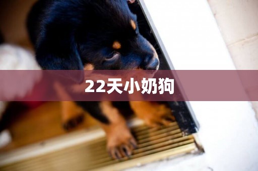 22天小奶狗
