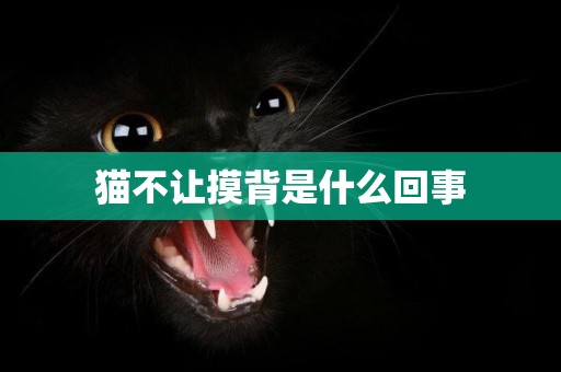 貓不讓摸背是什么回事