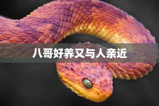 八哥好養又與人親近