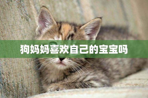 狗媽媽喜歡自己的寶寶嗎