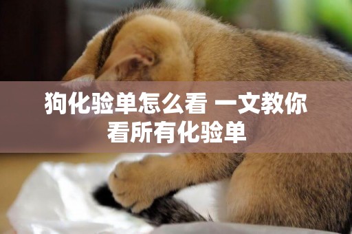 狗化驗單怎么看 一文教你看所有化驗單