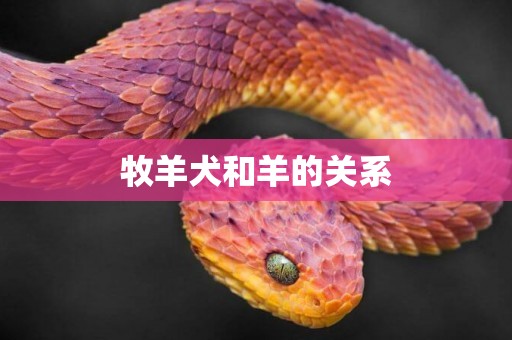 牧羊犬和羊的關系