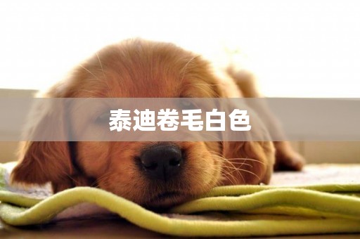 泰迪卷毛白色