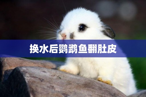 換水后鸚鵡魚翻肚皮