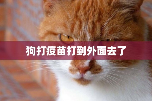 狗打疫苗打到外面去了