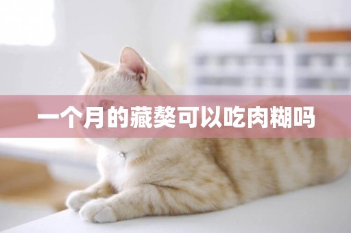 一個月的藏獒可以吃肉糊嗎