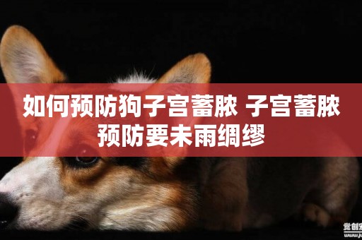 如何預防狗子宮蓄膿 子宮蓄膿預防要未雨綢繆