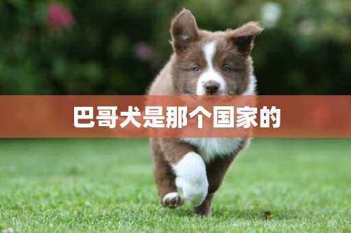 巴哥犬是那個國家的