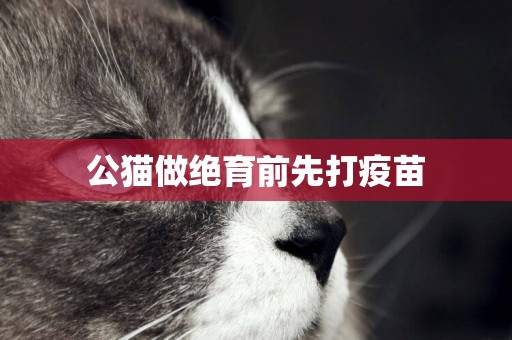 公貓做絕育前先打疫苗