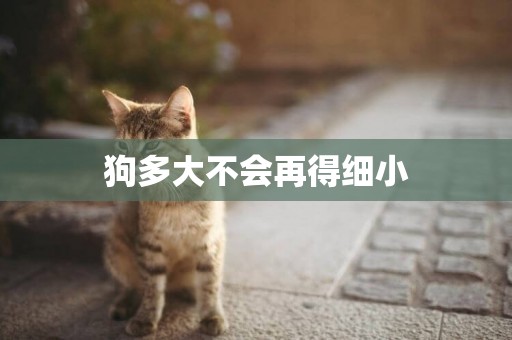 狗多大不會再得細小