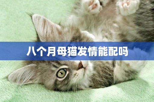八個月母貓發情能配嗎