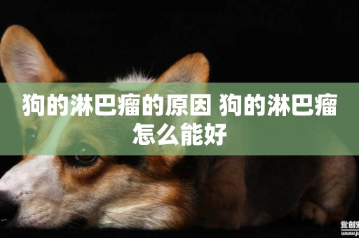 狗的淋巴瘤的原因 狗的淋巴瘤怎么能好