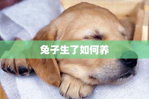 兔子生了如何養