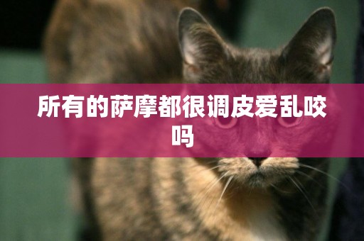 所有的薩摩都很調皮愛亂咬嗎