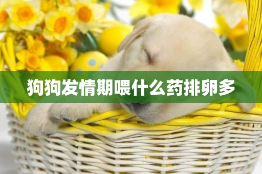 狗狗發情期喂什么藥排卵多