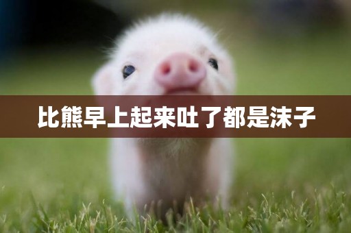比熊早上起來吐了都是沫子