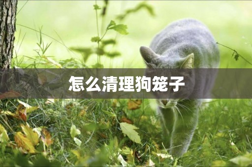 怎么清理狗籠子