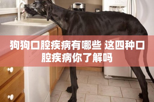 狗狗口腔疾病有哪些 這四種口腔疾病你了解嗎